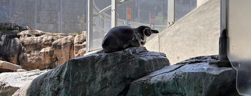 長崎ペンギン水族館のフンボルトペンギン